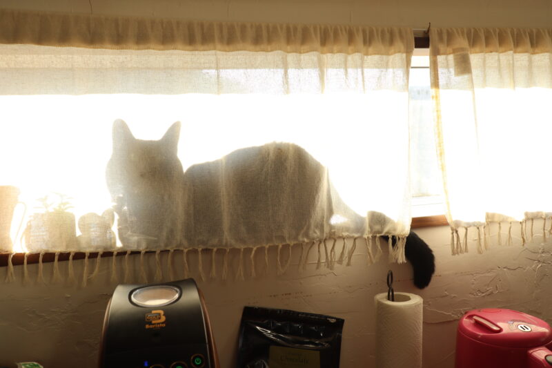 窓の猫の陰
